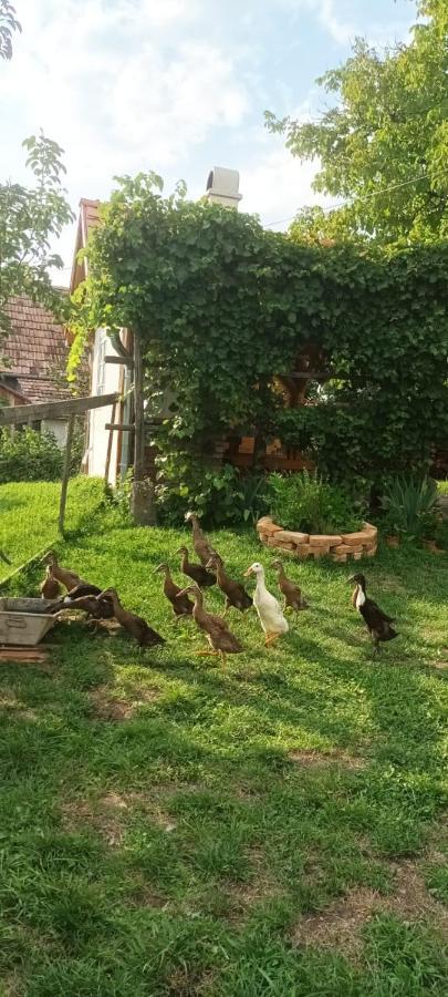 Miklos Lak Ocna de Sus Exteriör bild